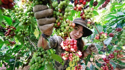 High-tech application in agriculture in Ho Chi Minh City - ảnh 1